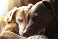 Two dogs snuggling together. Two adorable puppies sleeping together close up. Generative AI Royalty Free Stock Photo