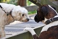 Two dogs socializing meeting speaking dog language park playground Royalty Free Stock Photo
