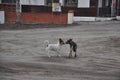 two dogs stand in the sand