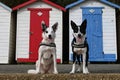 Two dogs stand side-by-side in front of wooden cabins their tongues lolling out in joy Royalty Free Stock Photo