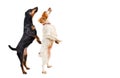 Two dogs standing on hind legs looking up Royalty Free Stock Photo