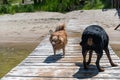 Two dogs standing on a wet wooden dock. A small red female mixed breed and a female Rottweiler. The animals are swimming in the Royalty Free Stock Photo