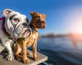 Two dogs standing on wooden dock Royalty Free Stock Photo