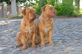Two dogs on the street Royalty Free Stock Photo