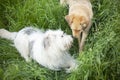 Two dogs on street. Animals meet. Dog sniffs friend