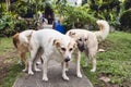 Two dogs stuck together after mating while other male dogs surround and inspect them. A copulatory tie