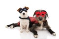 TWO DOGS SUPER HERO COSTUME. JACK RUSSELL AND PUREBRED WEARING A RED AND BLUE MASK AND A CAPE.  CARNIVAL OR HALLOWEEN. ISOLATED Royalty Free Stock Photo