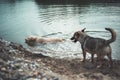 Two dogs swimming in lake Royalty Free Stock Photo