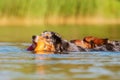 Two dogs swimming in a lake Royalty Free Stock Photo