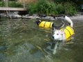 Two Dogs Swimming With Life Jackets