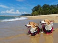Two pet dogs swimming and playing by the beach Royalty Free Stock Photo