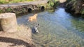 Two dogs swimming in a river Royalty Free Stock Photo