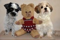 Two dogs and a teddy bear