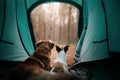 Two dogs in the tent. Jack Russell Terrier and Nova Scotia duck Royalty Free Stock Photo