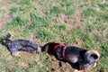 Two dogs digging in the grass Royalty Free Stock Photo