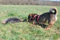 Two dogs digging in the grass Royalty Free Stock Photo