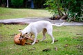 Two dogs thai white adn red fighting on the grass Royalty Free Stock Photo