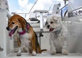 Two dogs with their tongues hanging out looking down from the top deck of a white cabin cruiser with boat seat in background Royalty Free Stock Photo