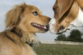 Two dogs eyeing each other at dog park, prelude to a dog scuffle at dog park Royalty Free Stock Photo