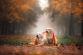 two dogs together in autumn foggy park. Labrador Retriever in nature in leaf fall Royalty Free Stock Photo