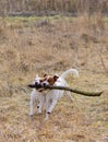 two dogs carry a large stick together.