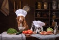Two dogs together in the kitchen are preparing food. Nova Scotia Duck Tolling Retrieverr and Border Collie. raw food diet Royalty Free Stock Photo