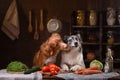 Two dogs together in the kitchen are preparing food. Nova Scotia Duck Tolling Retrieverr and Border Collie. raw food diet Royalty Free Stock Photo