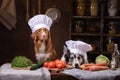 Two dogs together in the kitchen are preparing food. Nova Scotia Duck Tolling Retrieverr and Border Collie. raw food diet Royalty Free Stock Photo