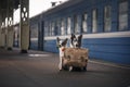 Two dogs together. Meeting at the station. Travelling Royalty Free Stock Photo