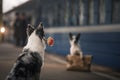 Two dogs together. Meeting at the station. Travelling Royalty Free Stock Photo