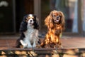 Two dogs together Royalty Free Stock Photo