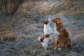 Two dogs together, small and large sniffing a willow. Pet on the nature in the spring park