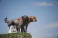 Two dogs on top of the hill Royalty Free Stock Photo