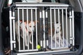 Two dogs in a transport box Royalty Free Stock Photo