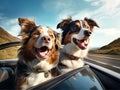 Two dogs travel in a car Royalty Free Stock Photo