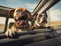 Two dogs travel in a car Royalty Free Stock Photo