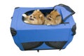 Two dogs in travel case