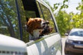 Two dogs traveling in car Royalty Free Stock Photo