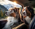 two dogs travels by car in summer. Pets on vacation