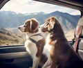 two dogs travels by car in summer. Pets on vacation