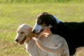Two dogs in a tug-of-war over a wooden stick.