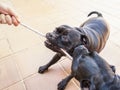 Two dogs tugging a rope playing Royalty Free Stock Photo