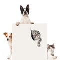 Two dogs and two cats Royalty Free Stock Photo