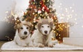 Two dogs under christmas tree lights wearing reindeers antlers diadem