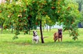 Two dogs under a tree on the grass Royalty Free Stock Photo