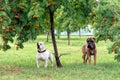 Two dogs under a tree on the grass Royalty Free Stock Photo