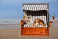 Two dogs on vacation at the beach