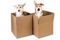 Two dogs in a very big moving box. isolated on white Royalty Free Stock Photo