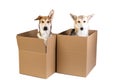 Two dogs in a very big moving box. isolated on white Royalty Free Stock Photo