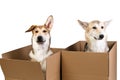 Two dogs in a very big moving box. isolated on white Royalty Free Stock Photo